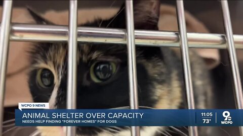 Cincinnati Animal CARE says people can name their price to adopt pets this Labor Day weekend