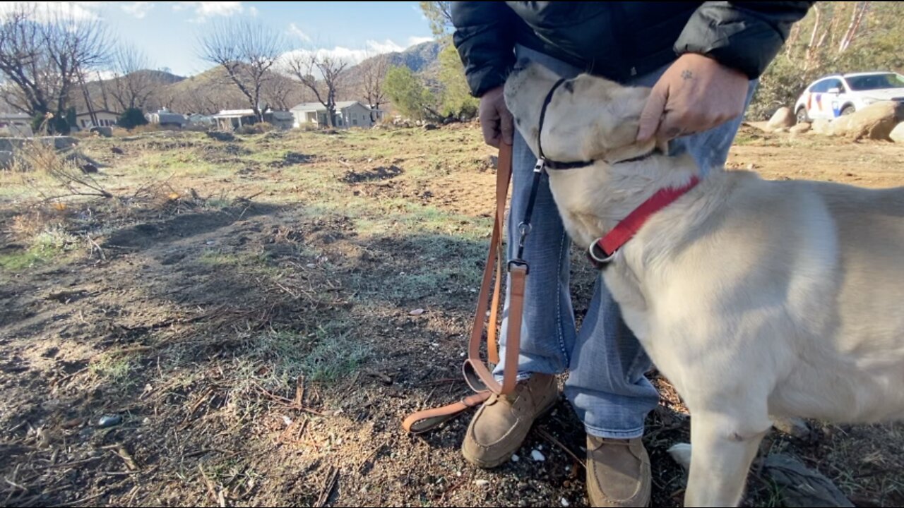 Groups looking to bring dog park to Kernville, reaction mixed