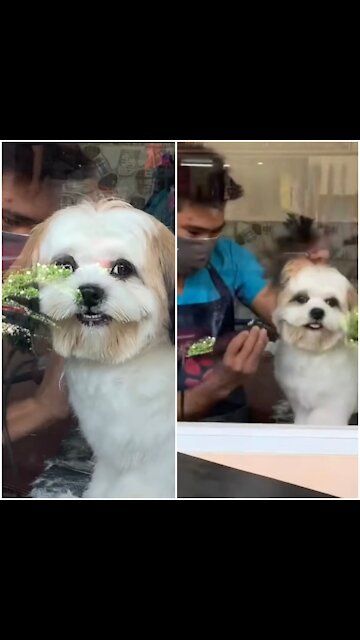 Shih Tzu giving her heartfelt smile while grooming