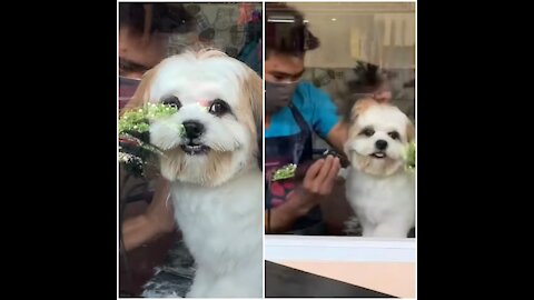 Shih Tzu giving her heartfelt smile while grooming