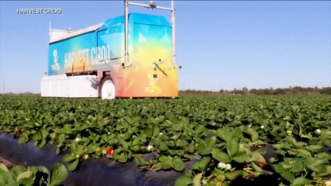 Plant City farmer uses robotic arm to pick strawberries