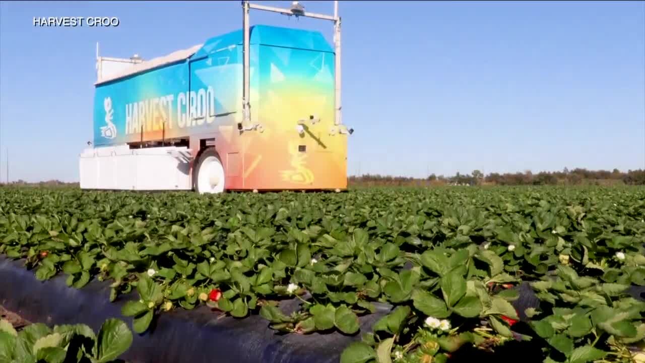 Plant City farmer uses robotic arm to pick strawberries