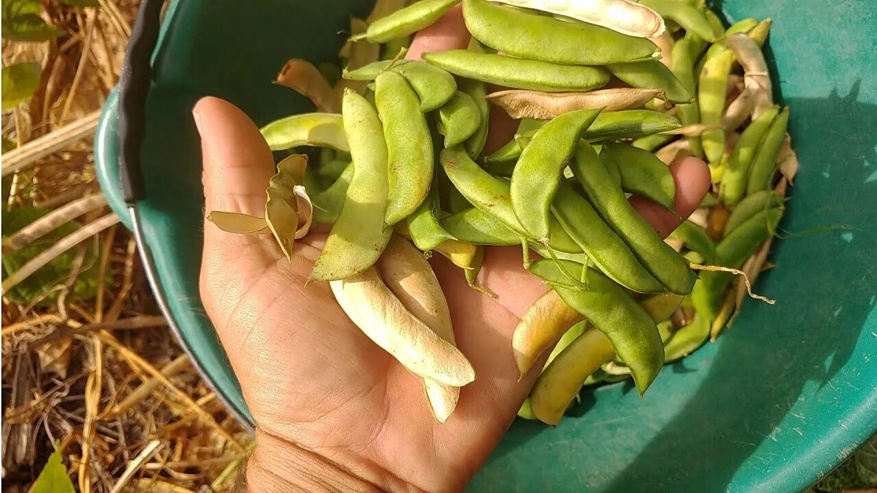 Catando FAVA Madura #Nordeste