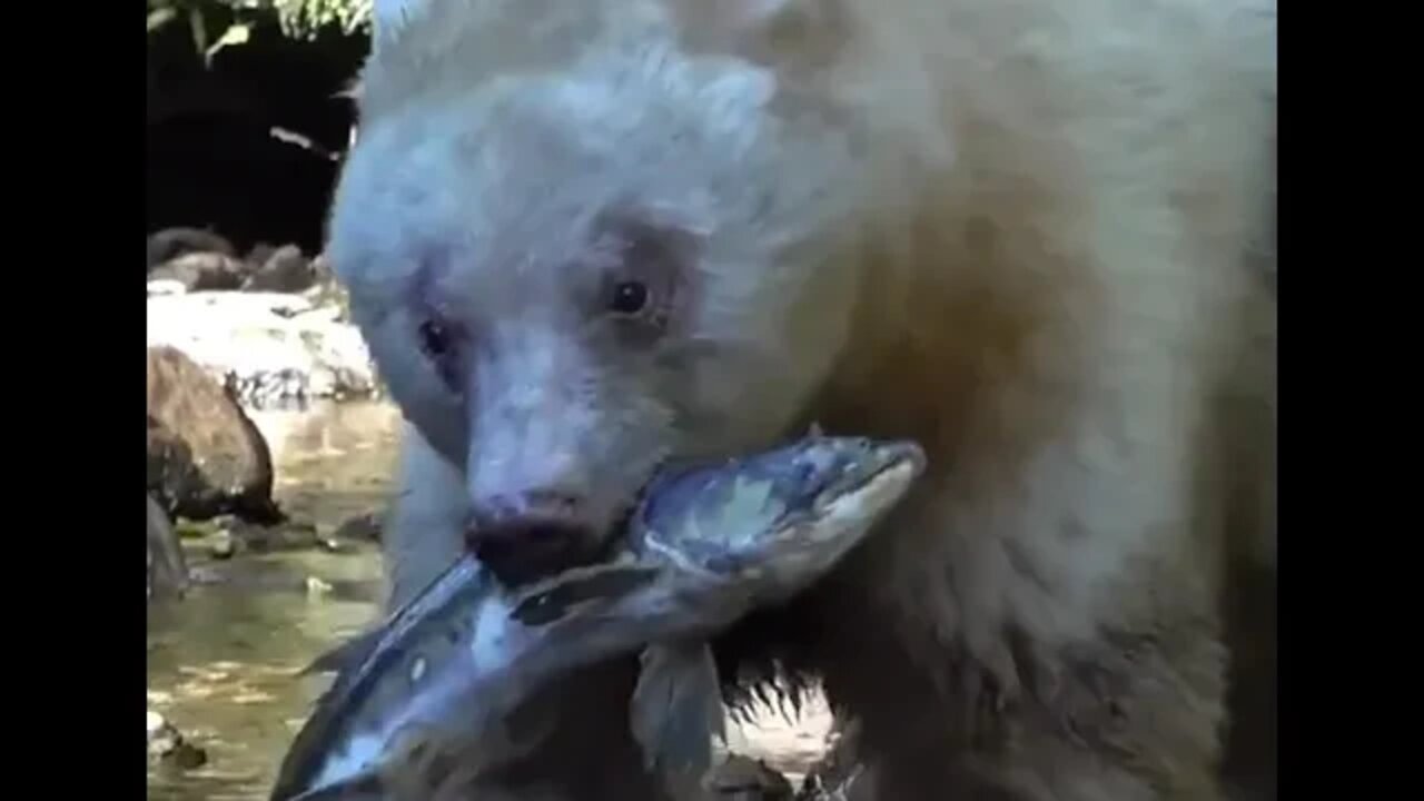 Spirited Away - Kermode bear eats salmon for meal