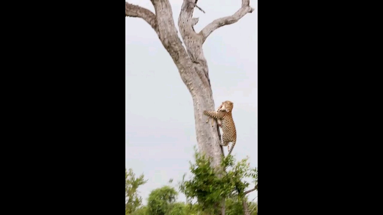 Young Leopard Hoists Impala Carcass In Tree