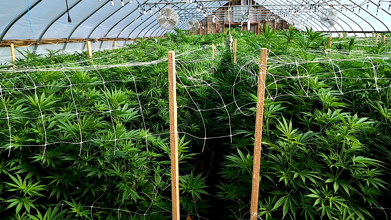 3,000 Square Feet Cannabis Greenhouse