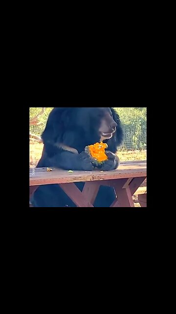 Happy Bear Has Lunch on the Table