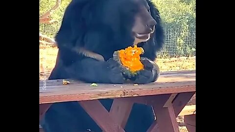 Happy Bear Has Lunch on the Table