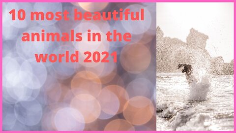 Top 10 most beautiful animals in the world 2021