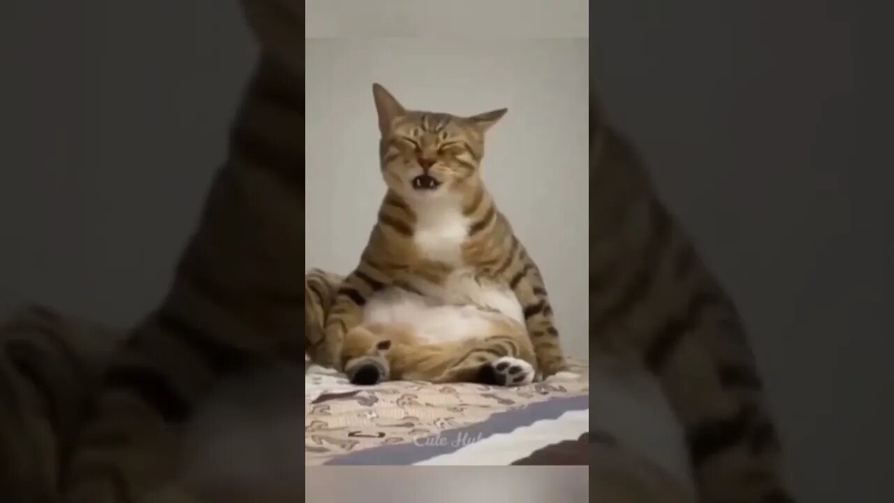Funny cats videoππ€£πππfunny short video #shorts #funny #subscribe π€£ππ #comedy #fun #cat #video
