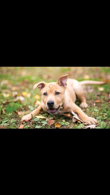 Cute dog dancing to music