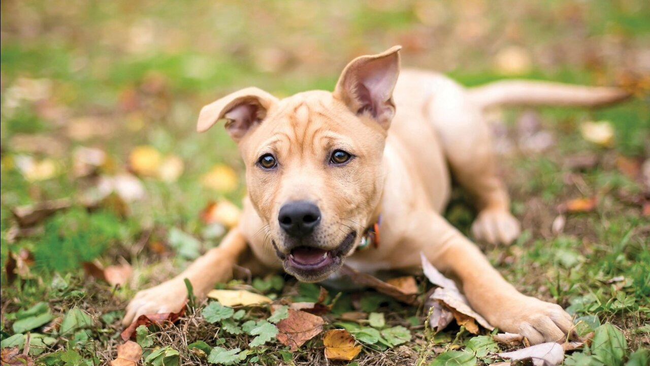 Cute dog dancing to music