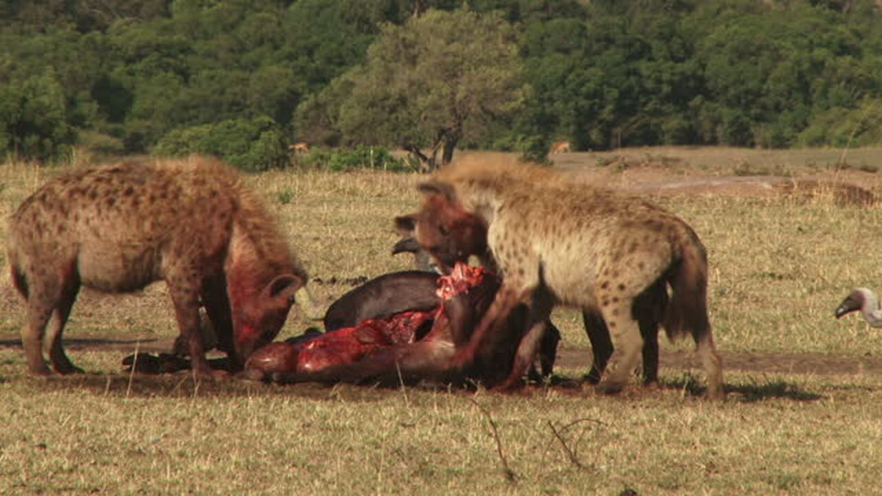 Poor Wild Horse! Leopard vs Lion Hunting Wild Horses In Their Territory- What Happens Next?