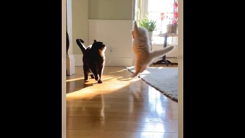 Funny Cat Movies and Lovely Compilation