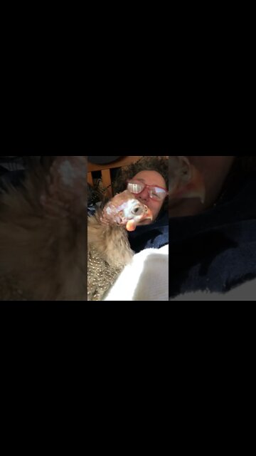 Crippled Guinea fowl gets to know new owner 💕