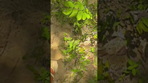 pescador tem que ter paciência 😉🍃#shorts