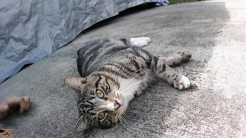 Mr. Kitty cozying up to contact. Too cute.