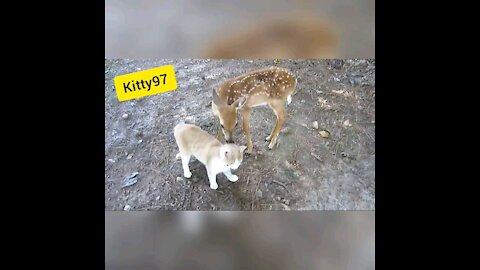 Baby Deer & Kitten become Friends