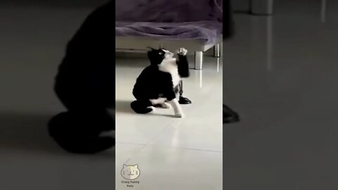 Funny Cats and Dogs - Animal Videos #shorts 201