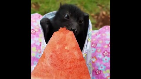 Bat tastes watermelon for the first time