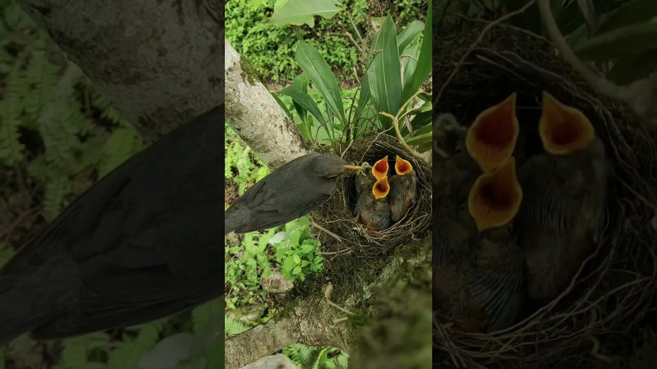 Passarinho alimentando os filhotes...