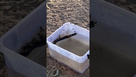 Thirsty bees #offgridliving #bees #wildlife