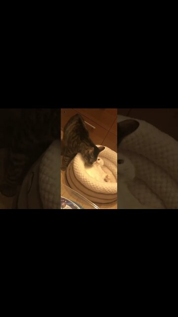 cat feeling jealous | funny cat | shorts | #short