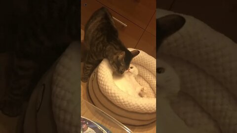 cat feeling jealous | funny cat | shorts | #short