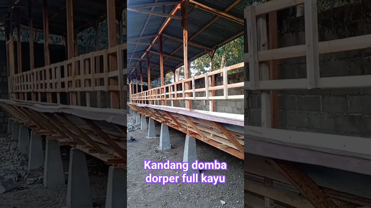 KANDANG DOMBA FULL SATU #shortvideo #ternakdomba #kandangdomba