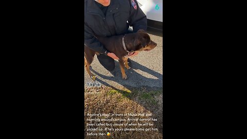Stray Dog🐶👮🏼‍♂️