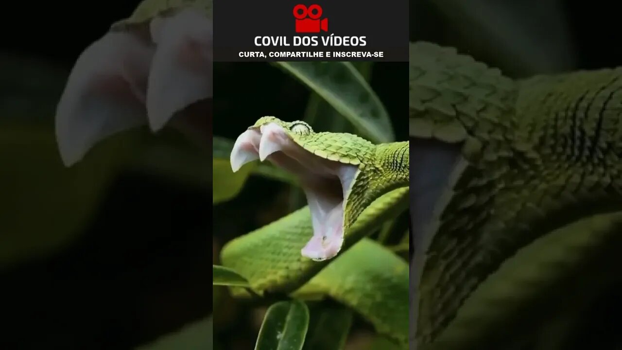 cobra bocejando 😮😮😮