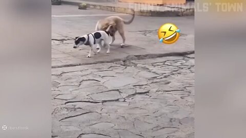 playful cat🤣