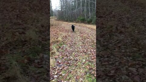 Toivo our Karlien Bear Dog on the loose at our cottage