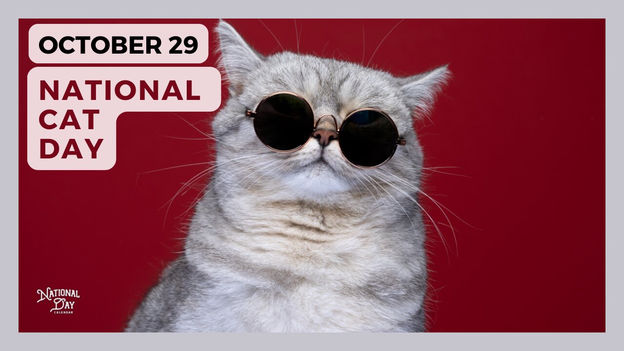 NATIONAL CAT DAY - October 29