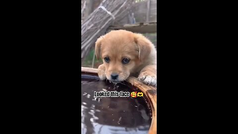 POV : Looking his face and cuteness #labrador #trending 🦮🦮🦮🦮🦮