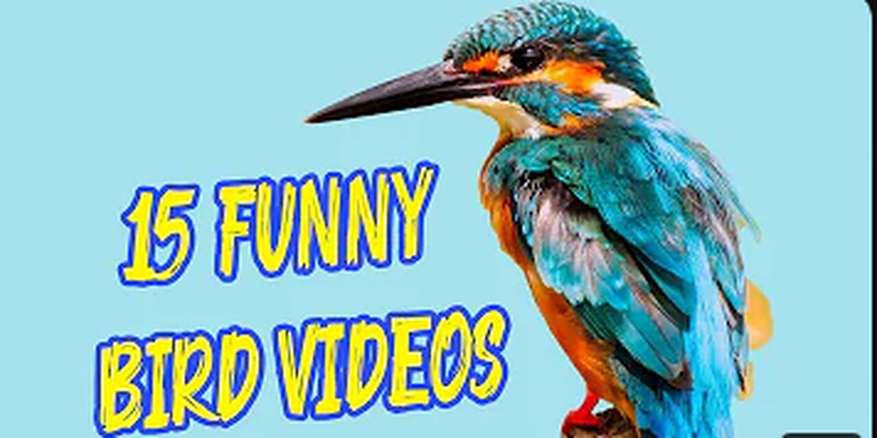 The Top 15 Funny Bird Videos || Awesome Compilation 2024