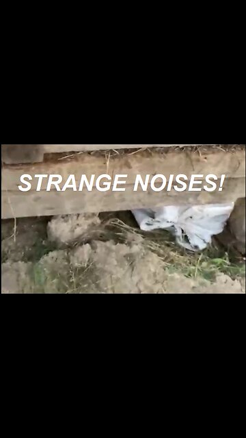 Animal sounds behind a wall