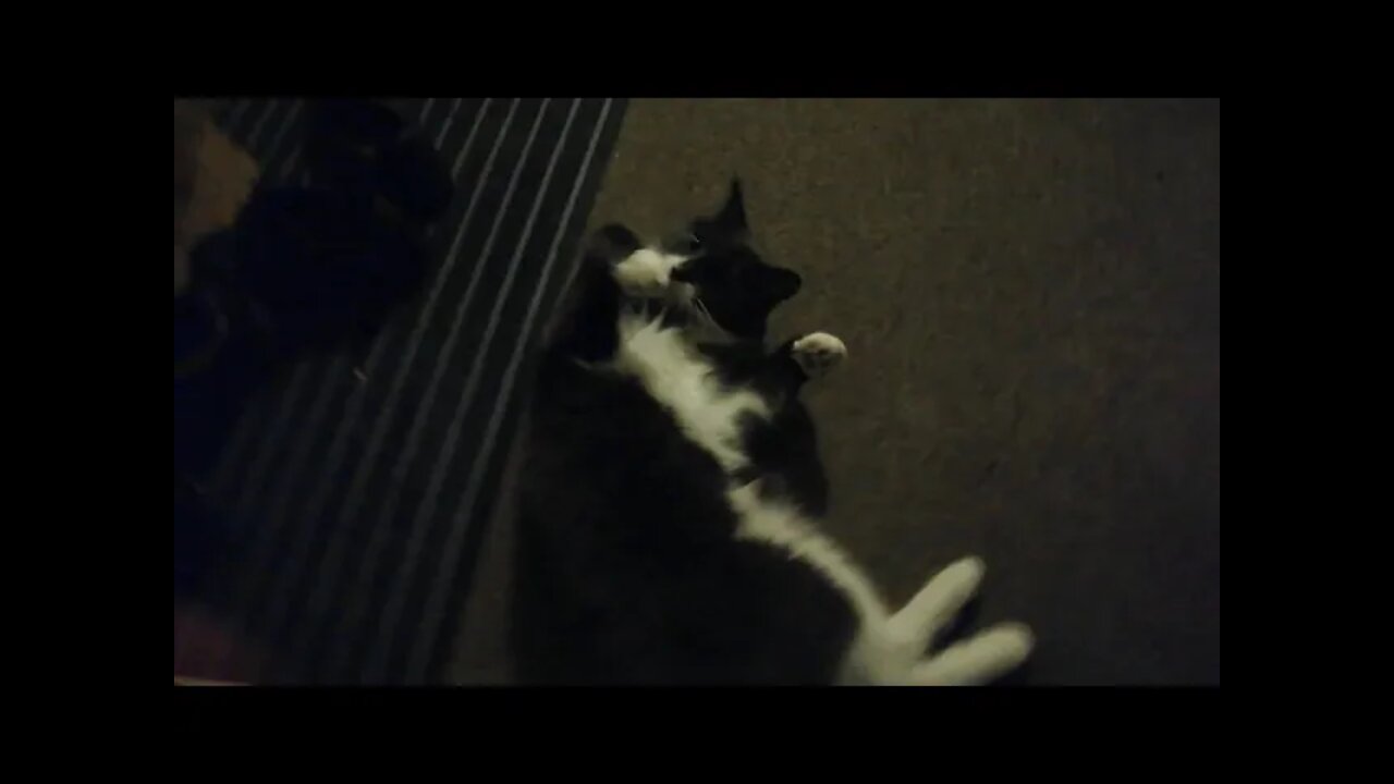 This cat... Knows how to do a photoshoot 😂