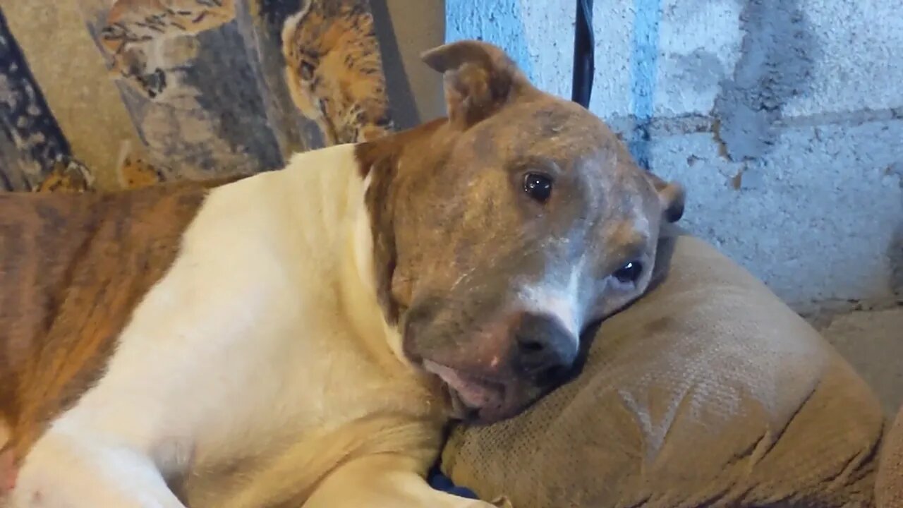 Panthro the Pitbull is Dying Very Fast - Terminal Bone Cancer Is Killing Him Fast