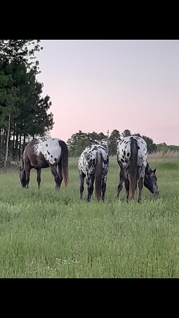 Whiskey for the men and oats for the horses.