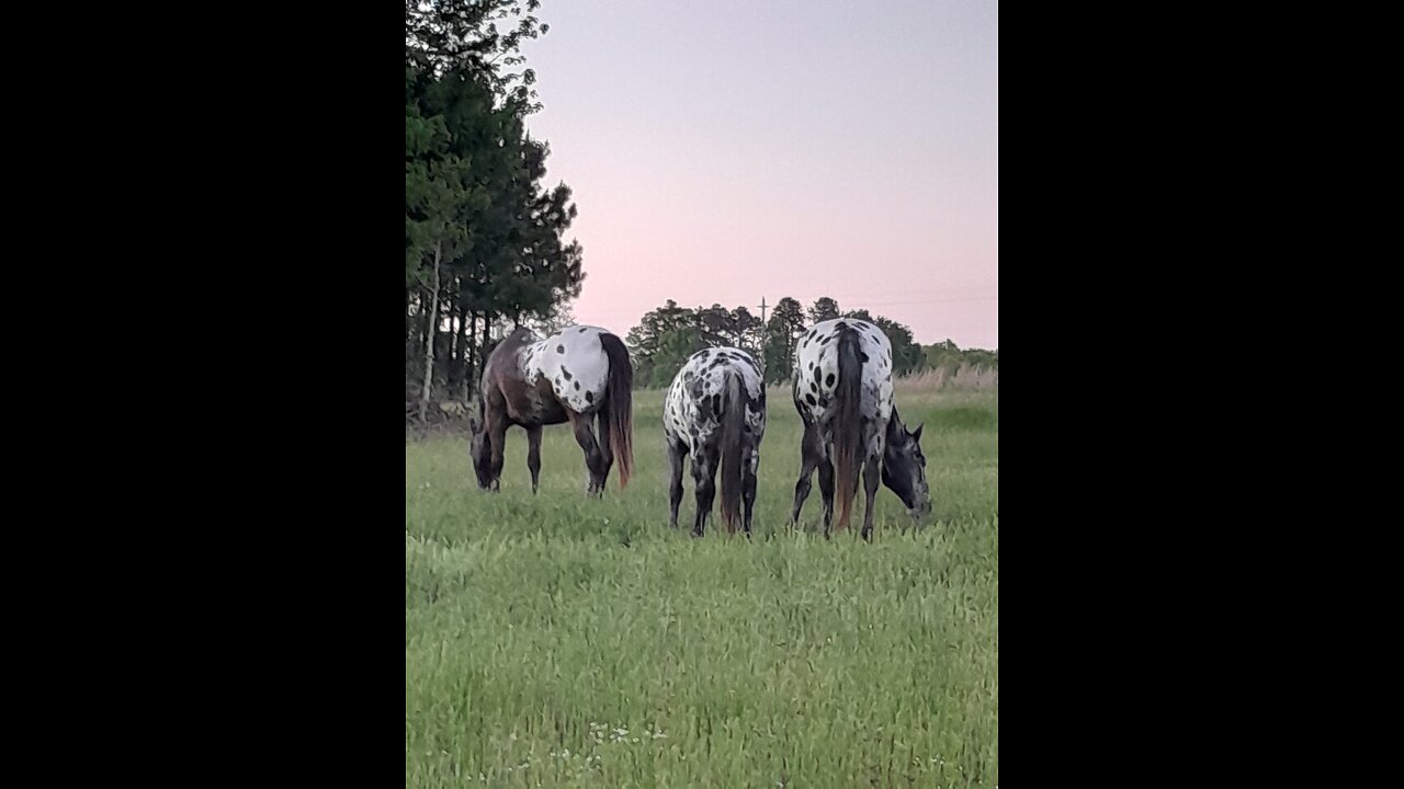 Whiskey for the men and oats for the horses.