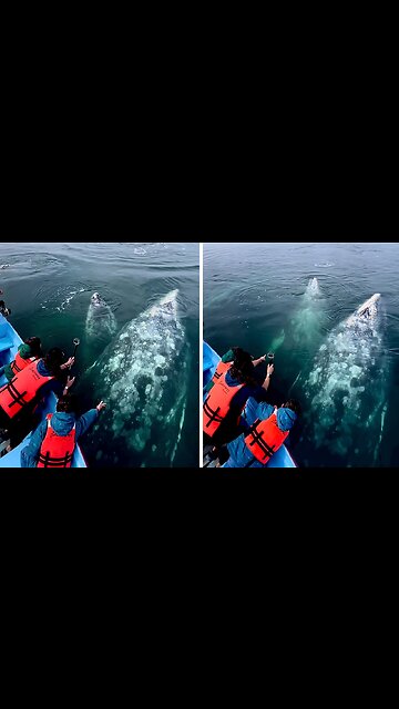 Magical encounter with dancing grey whales in Baja, California