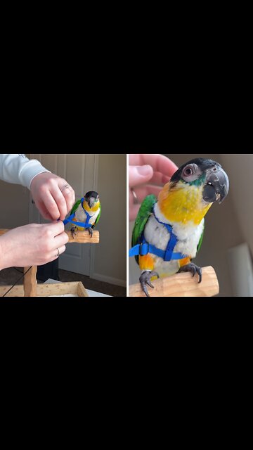 How to safely & quickly attach your bird's harness