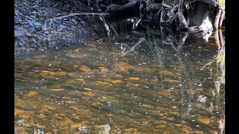 Steelhead April 30