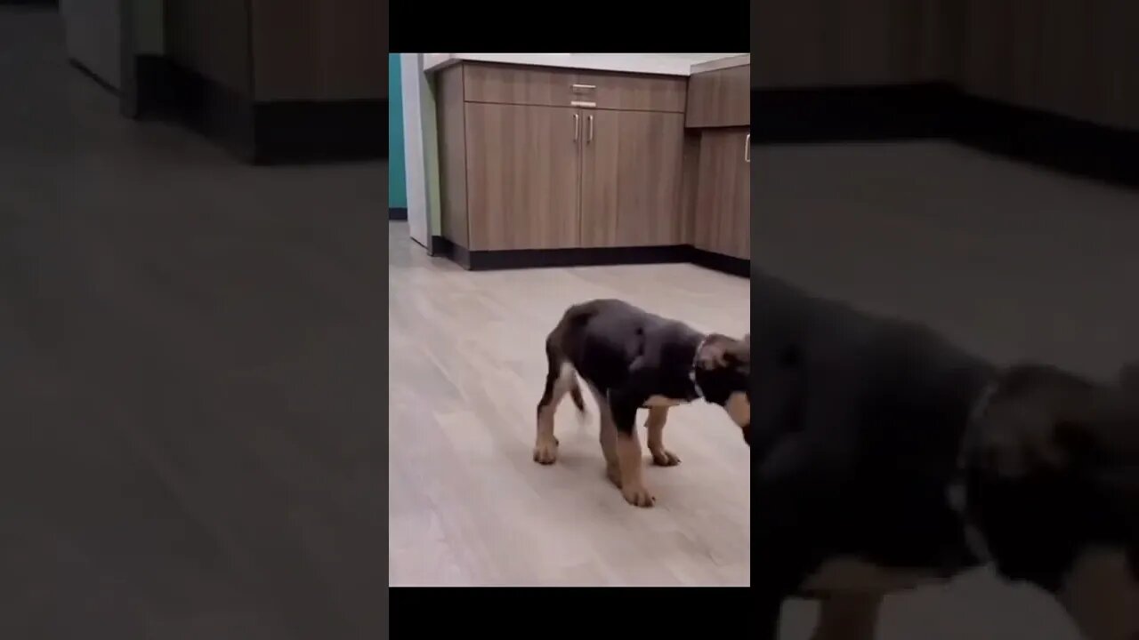 dog dancing 🤣😁 #shorts funny dog