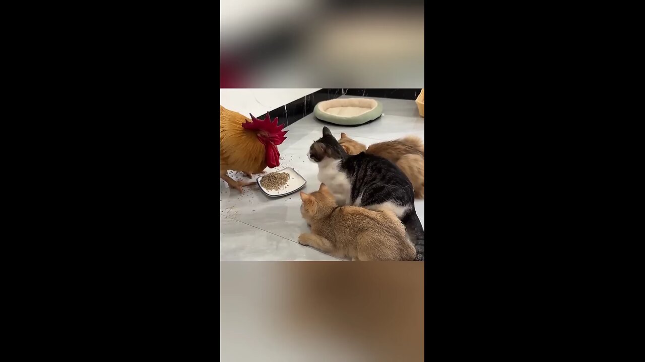 fight in between cock and cats