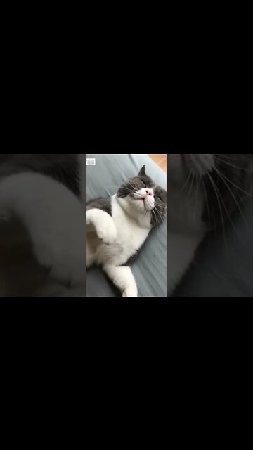 #shorts #2022 funny,prank,funjokes,dad jokes,funny memes,funny video,fun,laughing,funny animal,knock