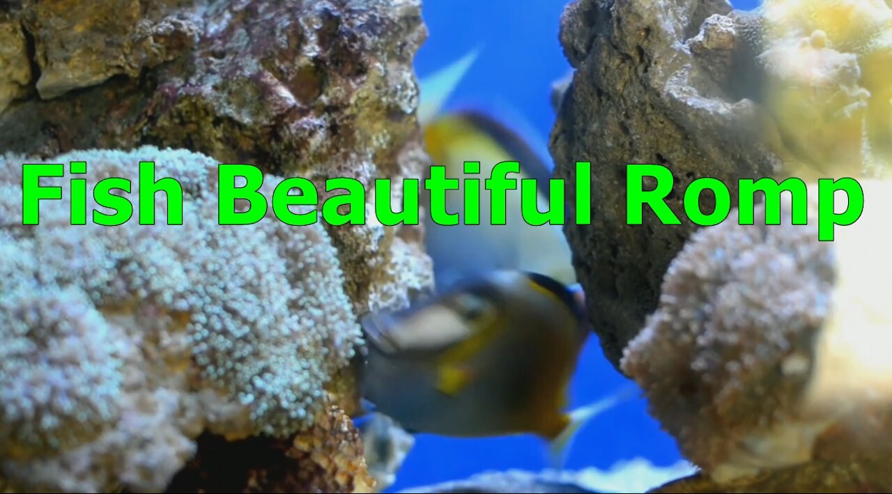 Fish Beautiful Romp