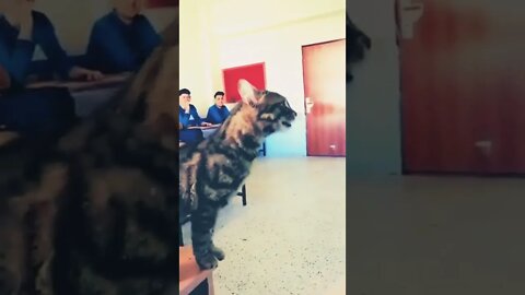 A cat will also studying with us and present in the classroom