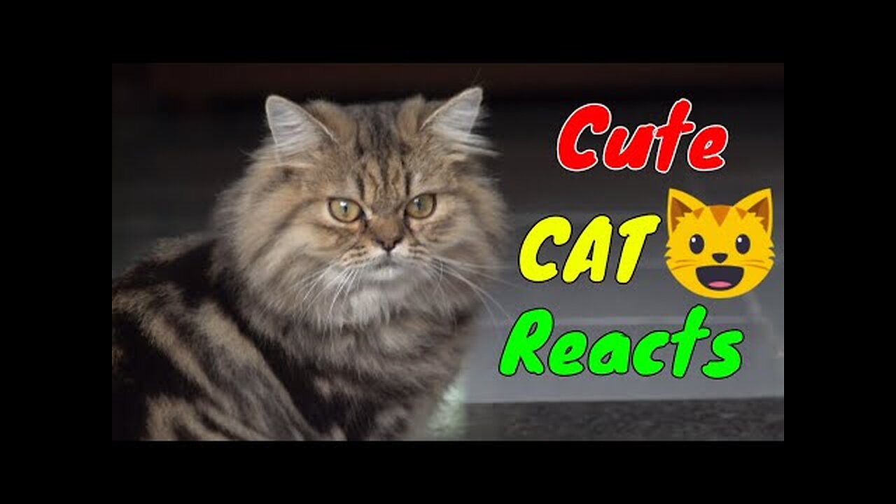 Sharing My Cute Pets Cat and Puppy Dog Funny Moment _ Viral Cat